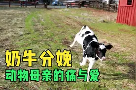 奶牛分娩过程，感受生命延续的艰难与母爱的伟大