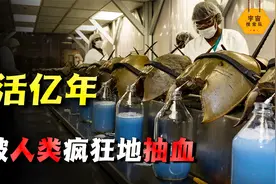 存活了4亿年的鲎，却因蓝色血液被疯狂抽血！人类到底有多残忍？视频封面