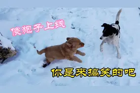 金毛小奶狗像只傻狍子，在雪地里跳着奔跑，很搞笑很治愈