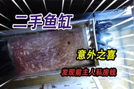 鱼缸上的水渍这样清除，50元买了一个二手鱼缸，过滤槽里竟然有钱视频封面