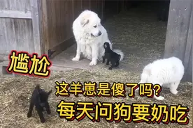 双胞胎羊崽只喜欢喝狗奶，狗妈妈被逼得无处可逃，主人也阻止不了视频封面