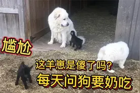 双胞胎羊崽只喜欢喝狗奶，狗妈妈被逼得无处可逃，主人也阻止不了视频封面