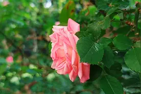 家里为什么不能养月季？有2个原因，你知道吗？