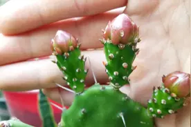 仙人掌发软别急，支你两招，很快就饱满挺直视频封面