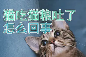 猫吃猫粮吐了怎么回事视频封面