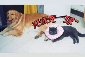 猫咪绝育后第二天，除了吃的啥都不感兴趣！【激萌奖金】视频封面