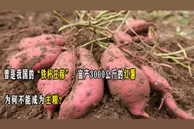 曾是我国“铁杆庄稼”，亩产3000公斤的红薯，为何不能成为主粮？视频封面