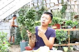 原价一百多的玉麒麟，十块钱到手，动个小手术，看看能否彻底恢复视频封面