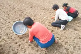 农民注意，这才是大蒜高产最好的肥料配方，今天就全部告诉你视频封面