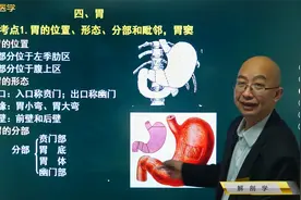 解剖学02消化系统04胃：位置、形态、分部组成，前后壁、胃底毗邻