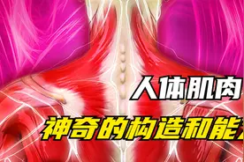 【精美动画演示】 神奇！看你体内的肌肉构造和功能！视频封面