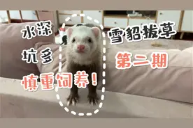 【拔草向】雪貂这么可爱我为什么让大家慎重饲养！？视频封面