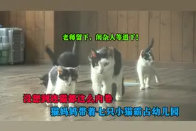 连猫咪都知道不能输在起跑线上，奶牛猫带着7只小猫潜伏在幼儿园