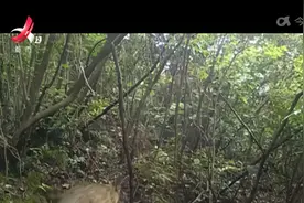 庐山保护区：首次拍到国家二级保护动物豹猫白天觅食彩色影像视频封面