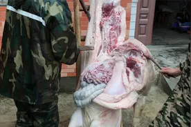 过年了杀年猪四部曲第三步你知道农村杀猪是怎么处理猪内脏的吗？