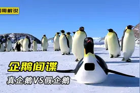 企鹅间谍靠充Q币混成首领，帝企鹅为争对象上演乡村式吵架视频封面