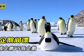 企鹅间谍靠充Q币混成首领，帝企鹅为争对象上演乡村式吵架视频封面