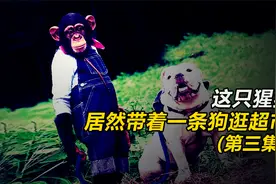 这只猩猩居然带着一条狗狗逛超市！《狗狗猩猩大冒险》视频封面