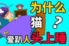 猫为什么爱趴在人头上睡觉？想安心睡觉怎么办？视频封面