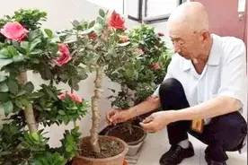 花盆里有蚂蚁怎么消灭？不用喷药、不用换土，这样就能消灭干净