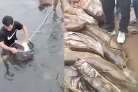 重庆遭遇断崖式降温致鱼儿“翻塘”，大批市民到河里捞鱼，场面壮观视频封面