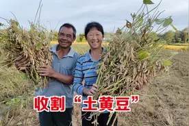 二喜家田埂黄豆丰收啦，这原生态非转基因土黄豆，估计不多见了！视频封面
