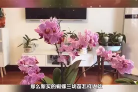 网购的蝴蝶兰苗，应该如何入盆，才能快速缓苗成活视频封面
