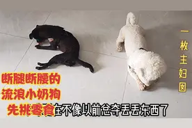 主妇收养的2只流浪狗相处模式：健康小伙伴处处让着残疾小狗视频封面
