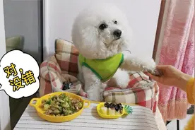 狗狗不认自己闯祸，当听到承认错误才能吃饭，立马转变态度，搞笑