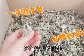 一年的新鲜艾草居然有这么多的用处，快来看一看，你都知道几个？视频封面