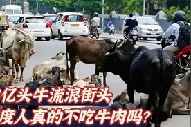 印度把牛视为神明，3亿头牛流浪街头，印度人真的不吃牛吗？视频封面