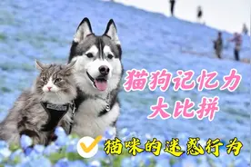 猫和狗到底谁的记忆能力更强