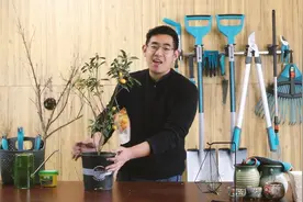 金桔的换盆与修剪，从1加仑开始蜕变视频封面