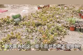 老妈地栽的一些多肉小苗，夏天淋了雨死了很多视频封面