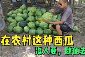 拉了六千斤西瓜喂牛羊，这在农村没人要，牛羊特别爱吃还降暑视频封面