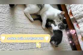 小猫几个月送人不影响母猫，不能心急，要遵循自然规律