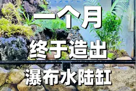 新手重做6次一个月造出水陆缸！简直泰酷辣！