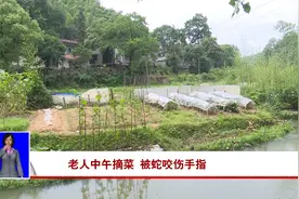 老人中午摘菜 被蛇咬伤手指视频封面