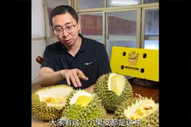 树熟的榴莲你吃过吗？树熟的绿皮果也熟了，口感更甜，果香味更浓