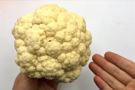 西兰花只用清水洗了，等于吃虫卵，教你清洗妙招，脏东西全都干净