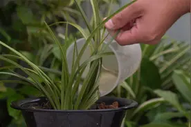 兰花僵苗不长？盆里加几滴它，快速恢复生长视频封面