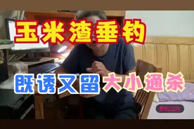 嫩玉米这样制成玉米渣,大鲫大鳊不挡口,引来鱼儿竞相留