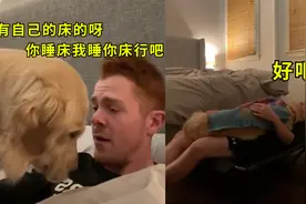 酸了！国外小哥家中超粘人的大金毛处处跟着，连睡觉都要连哄带抱视频封面