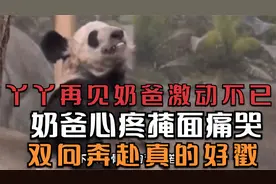 丫丫再见奶爸激动不已，奶爸心疼掩面痛哭，双向奔赴真的好戳！视频封面