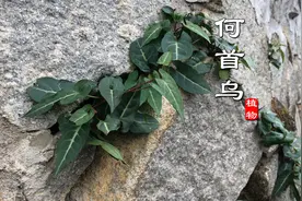 被誉为仙草的“何首乌”生食原来还有毒！这些常识你可知道？视频封面
