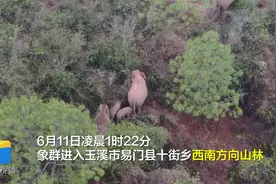 15头亚洲象到哪了？玉米地里“逛吃”2小时后，象群迁移调转方向视频封面