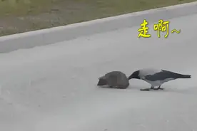 为友谊操碎了心：慢性子刺猬过马路，乌鸦实在忍不了直接上嘴视频封面