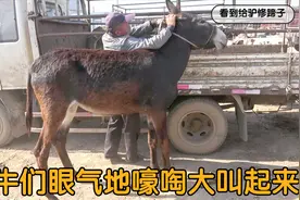 为什么要在牛市修驴蹄，是成心眼气牛吗，看把牛们气成啥样了视频封面