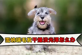 雪纳瑞毛发干燥、没光泽怎么办？给你分享一些靓毛小秘诀！视频封面