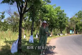 干旱的季节给大树身上绑一个袋子，一招缓解旱情，省力省时省工钱视频封面